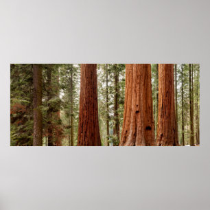 Jättesequoja Panorama Poster