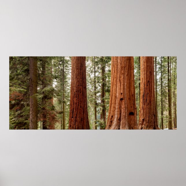 Jättesequoja Panorama Poster (Framsidan)