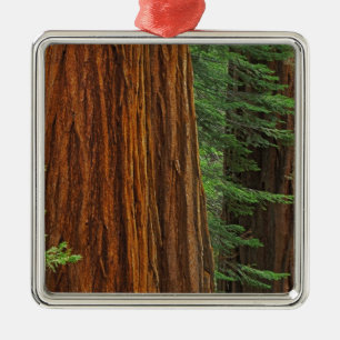 Jättestammar av sekvoja i skog, Yosemite Julgransprydnad Metall