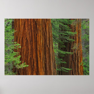 Jättestammar av sekvoja i skog, Yosemite Poster