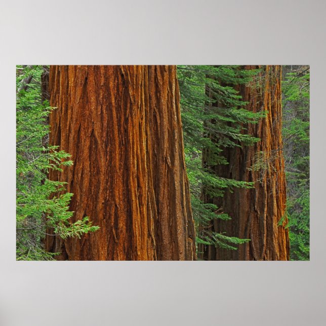 Jättestammar av sekvoja i skog, Yosemite Poster (Framsidan)