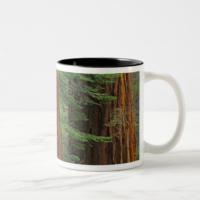 Jättestammar av sekvoja i skog, Yosemite Två-Tonad Mugg (Höger)