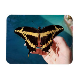 Jättesvalstjärtssommarfågel Magnet