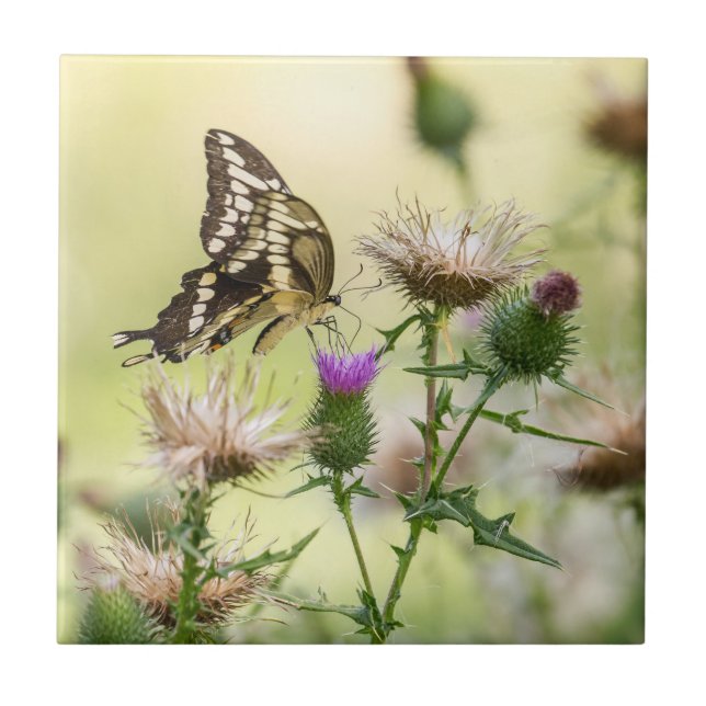 Jättesvalstjärtssommarfjäril Kakelplatta (Framsidan)