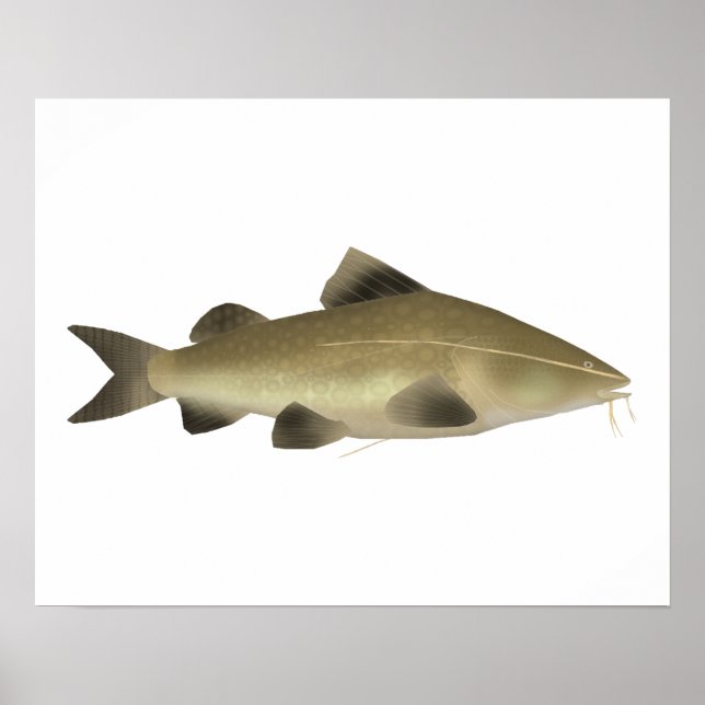 Jaú Malfisk Poster (Framsidan)