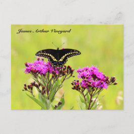 JAV Blackswallow Svan Butterfly 2013 PC 1 Vykort