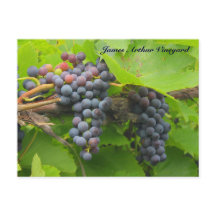 JAV St. Croix lila druvor 2013 2n