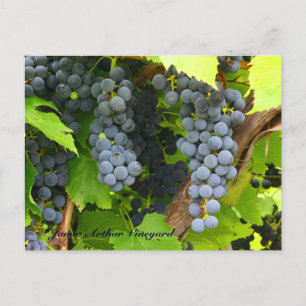 JAV St. Croix lila druvor 2013 6 Vykort