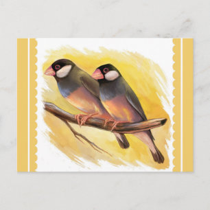 Java Sparrow-finkar - realistiska målning Vykort