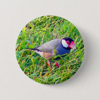 Java Sparrow i gräset i Hawaii Knapp