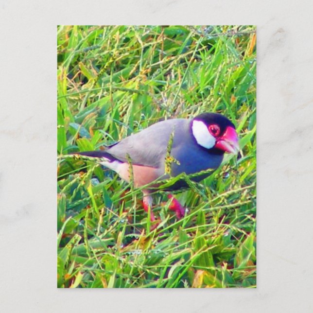 Java Sparrow i häcken på Hawaii Vykort (Framsida)