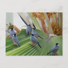 Java Sparrows Hawaii Postcard Vykort