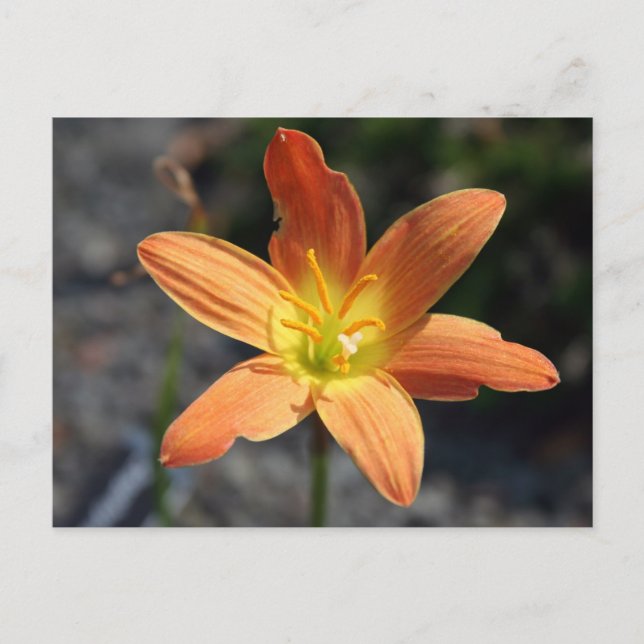 Java-vykort Vykort (Framsida)