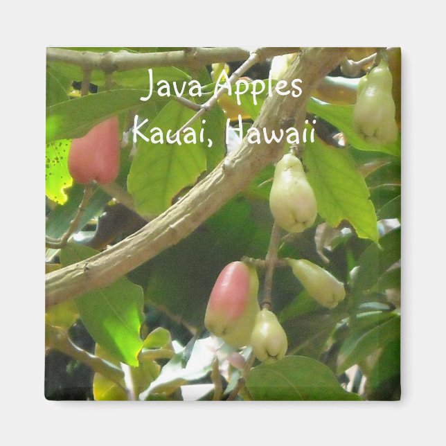 Javaäpplen Magnet (Framsidan)