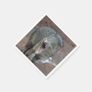 Javalina med munnen öppen pappersservett