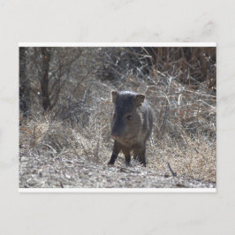 Javalina Vykort