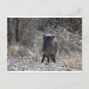 Javalina Vykort