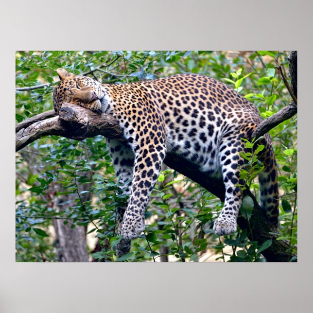 Javan leopard sover på träd gren poster (Framsidan)