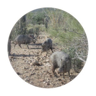 Javelina