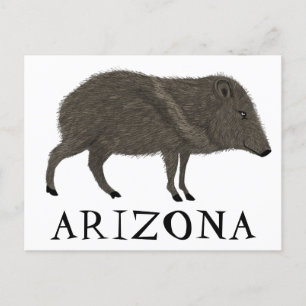 Javelina ARIZONA Desert Vild Djurens krökaraktär Vykort