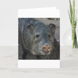 Javelina eller Peccary Helgkort