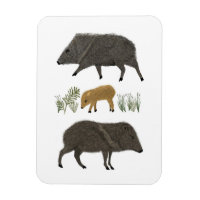 Javelina Family Porträtt Desert Animals