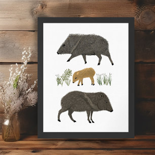 Javelina Family Porträtt Desert Animals Poster