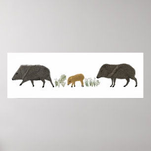 Javelina Family Porträtt Desert Animals Poster