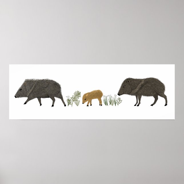 Javelina Family Porträtt Desert Animals Poster (Framsidan)