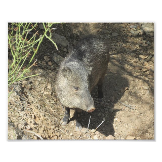 Javelina Fototryck (Framsidan)