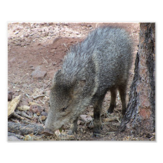 Javelina Fototryck