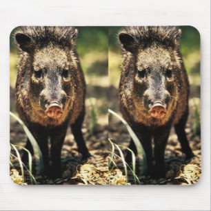 Javelina Musmatta