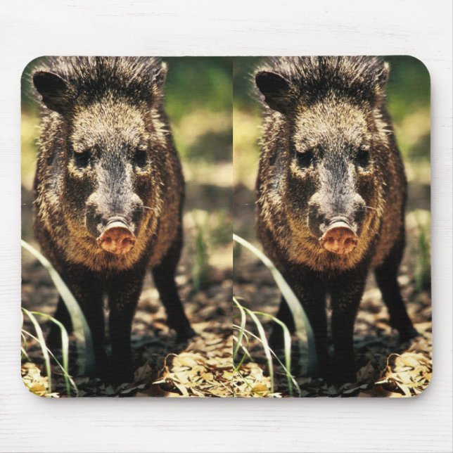Javelina Musmatta (Framsidan)