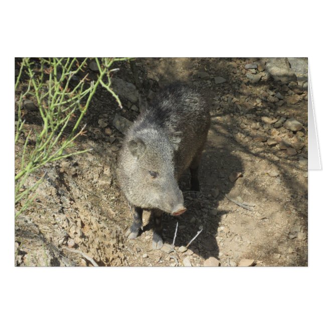 Javelina OBS Kort (Framsidan Horizontal)