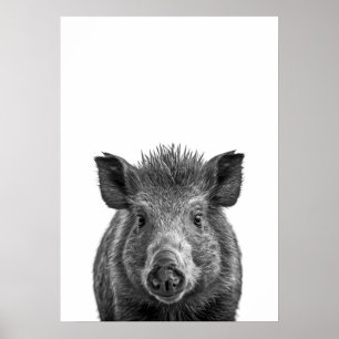 Javelina Peccary gris Desert Porträtt svartvit Poster