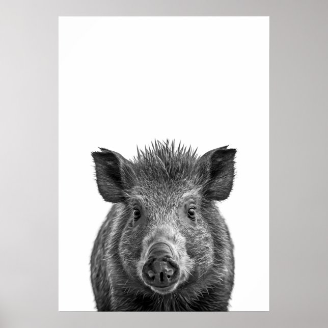 Javelina Peccary gris Desert Porträtt svartvit Poster (Framsidan)