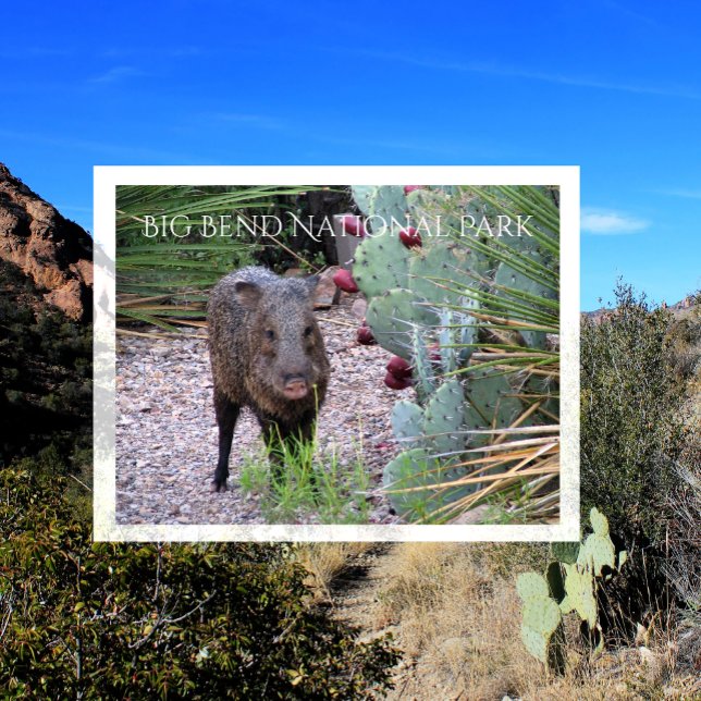  Javelina, Pekari, Prickly Pear, Big Bend Vykort (Skapare uppladdad)