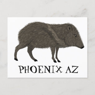Javelina PHOENIX Desert Vild Djurart Vykort