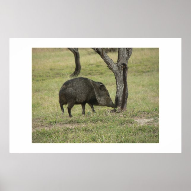 Javelina. Poster (Framsidan)