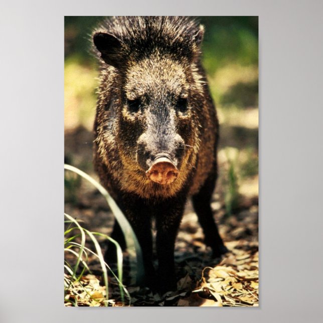 Javelina Poster (Framsidan)