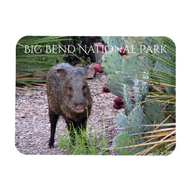 Javelina, Prickly Pear, Big Bend National Park Magnet (Horisontell)