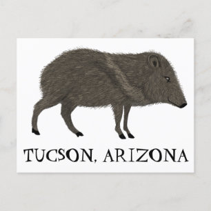 Javelina TUCSON Öken Vilda Djur Pekari Natur Vykort