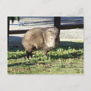 Javelina Vykort