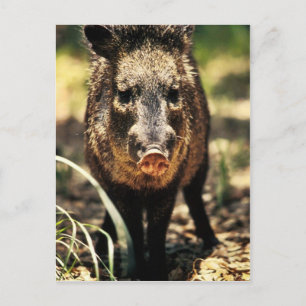 Javelina Vykort