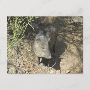 Javelina Vykort