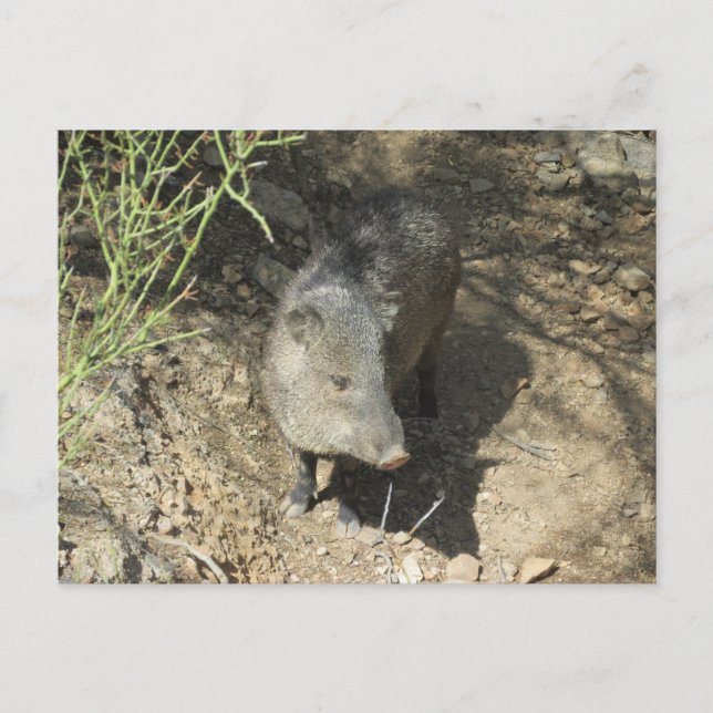 Javelina Vykort (Framsida)