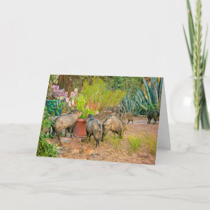 Javelinas vid Casita Kort