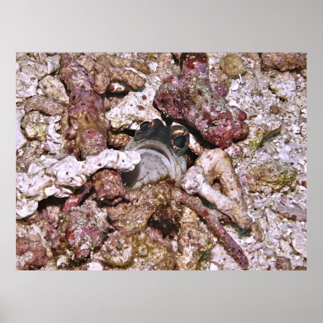 Jawfish Peeking Poster (Framsidan)