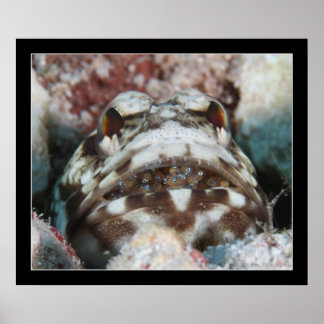 Jawfish with Eggs Poster
