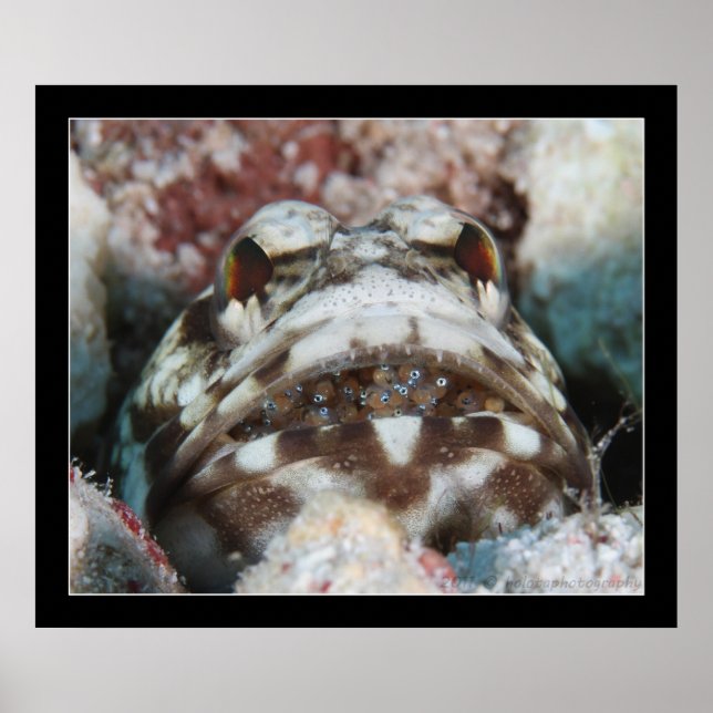 Jawfish with Eggs Poster (Framsidan)